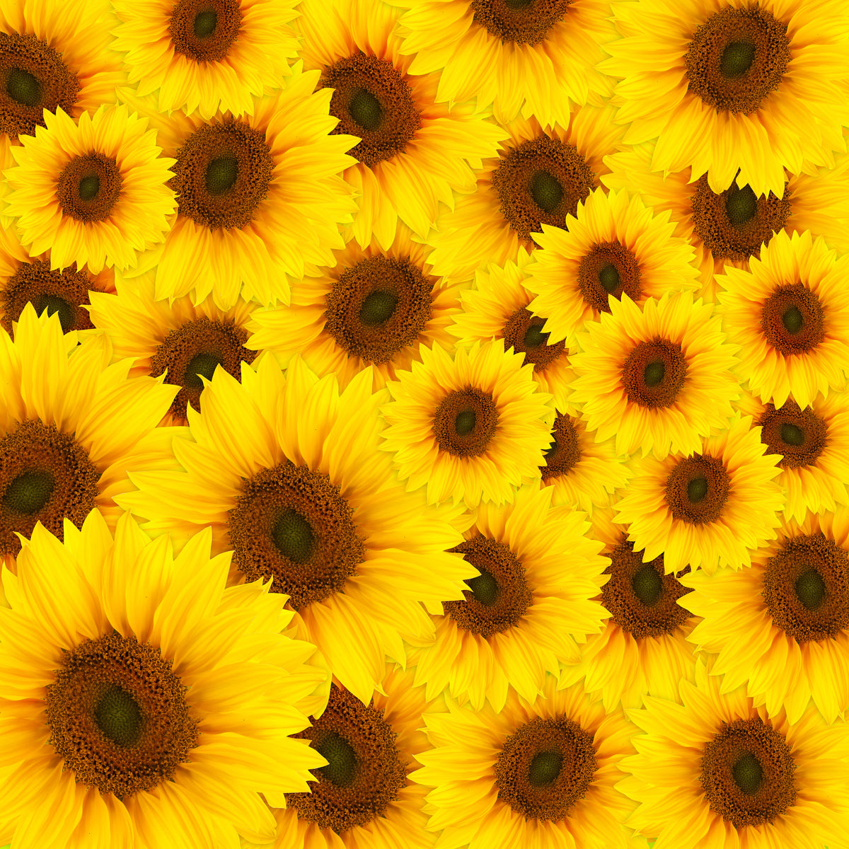 4-piece-aluminium-print-a-bouquet-sunflower