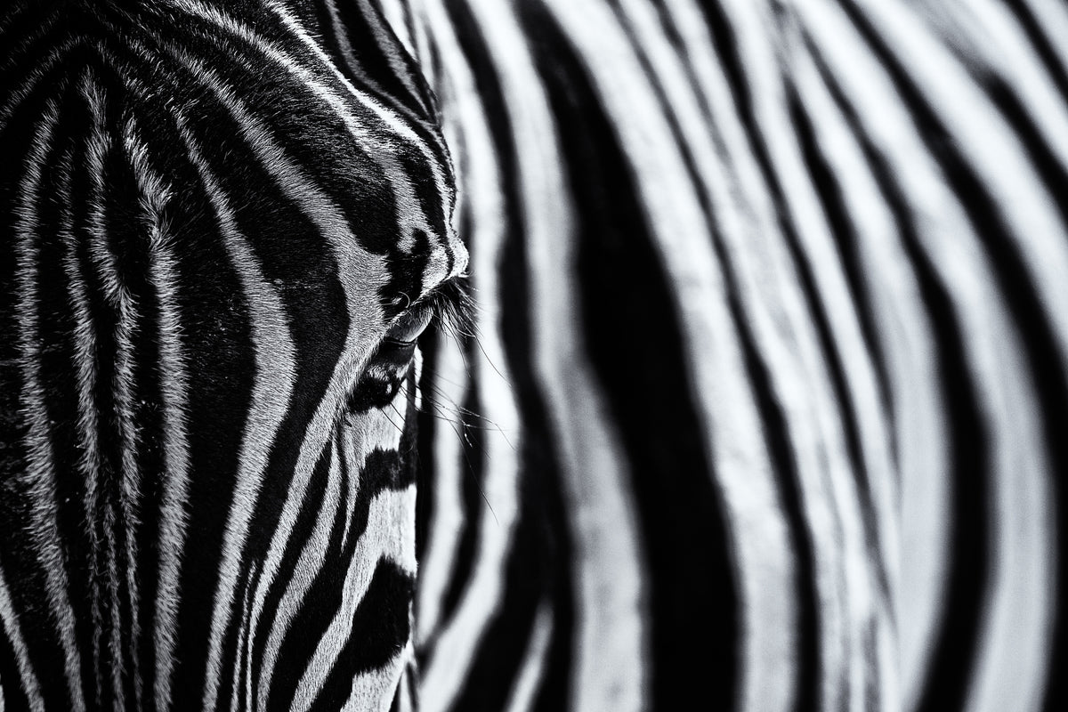 aluminium-print-the-look-of-nature-x