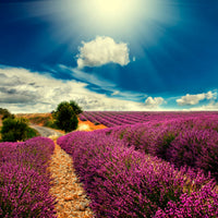 9-piece-aluminium-print-the-lavender-valley