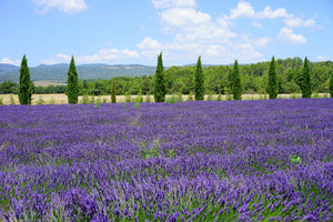 3-piece-aluminium-print-magnificent-lavender-field