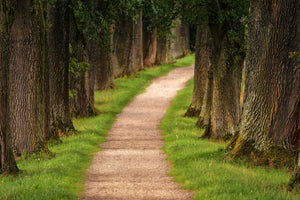 3-piece-canvas-print-a-path-in-the-forest