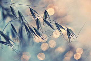 canvas-print-straws