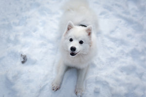 acrylic-print-dogs-joy-in-the-snow