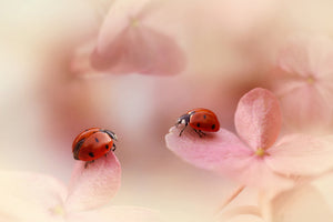 modern-3-piece-canvas-print-ladybirds-on-pink-hydrangea