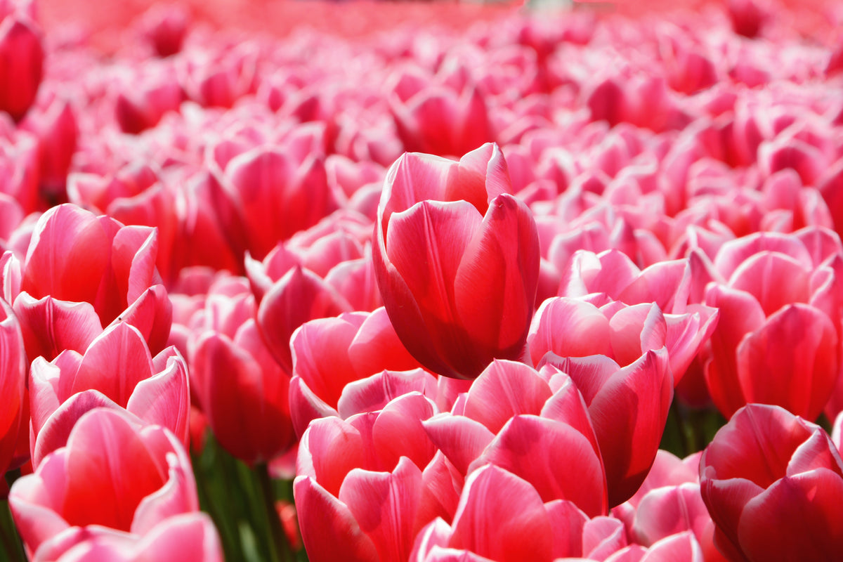 modern-3-piece-canvas-print-happy-tulip-field