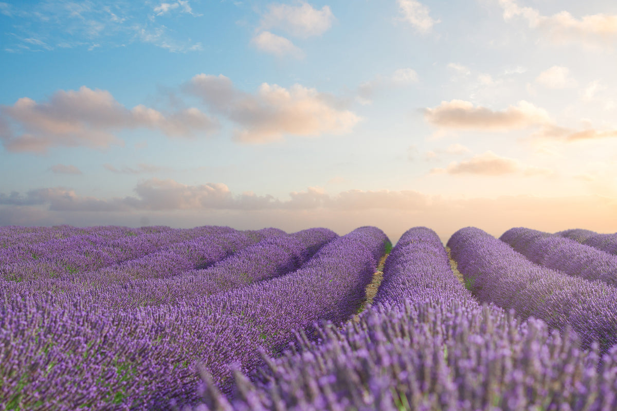 modern-3-piece-aluminium-print-the-blooming-lavender-field