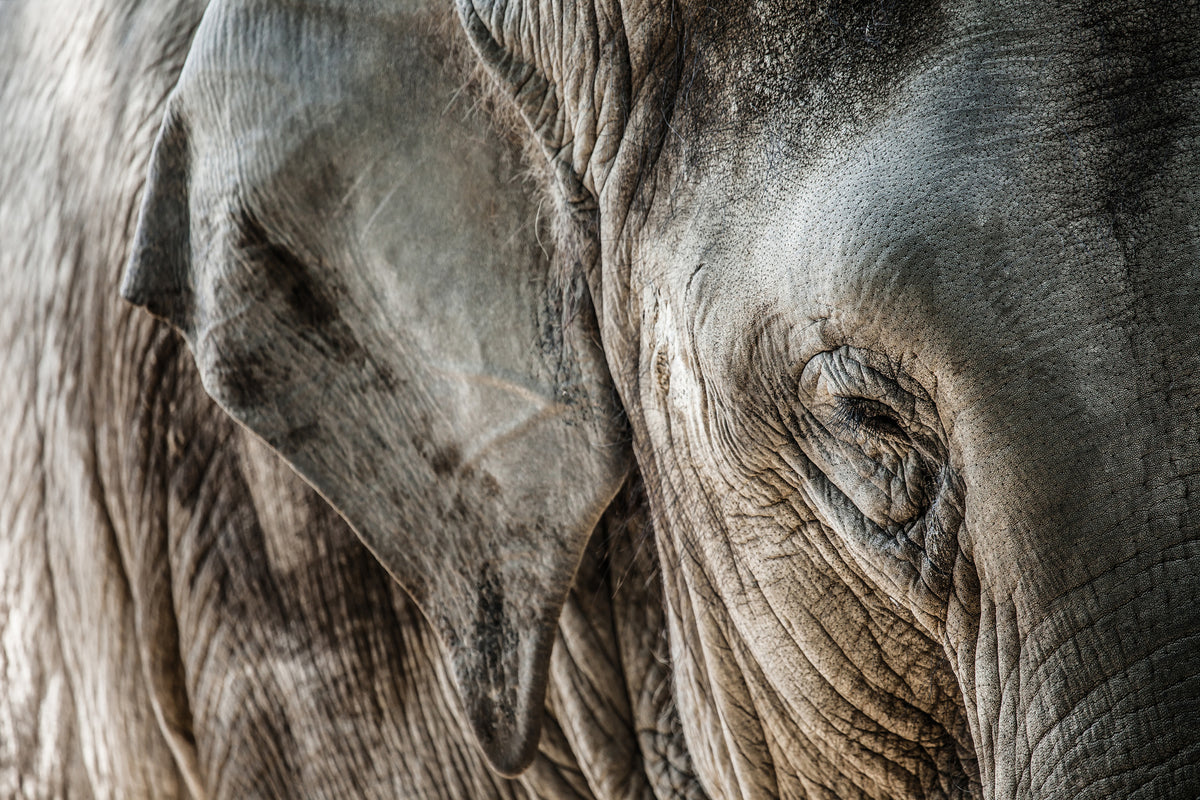 canvas-print-close-up-elephant