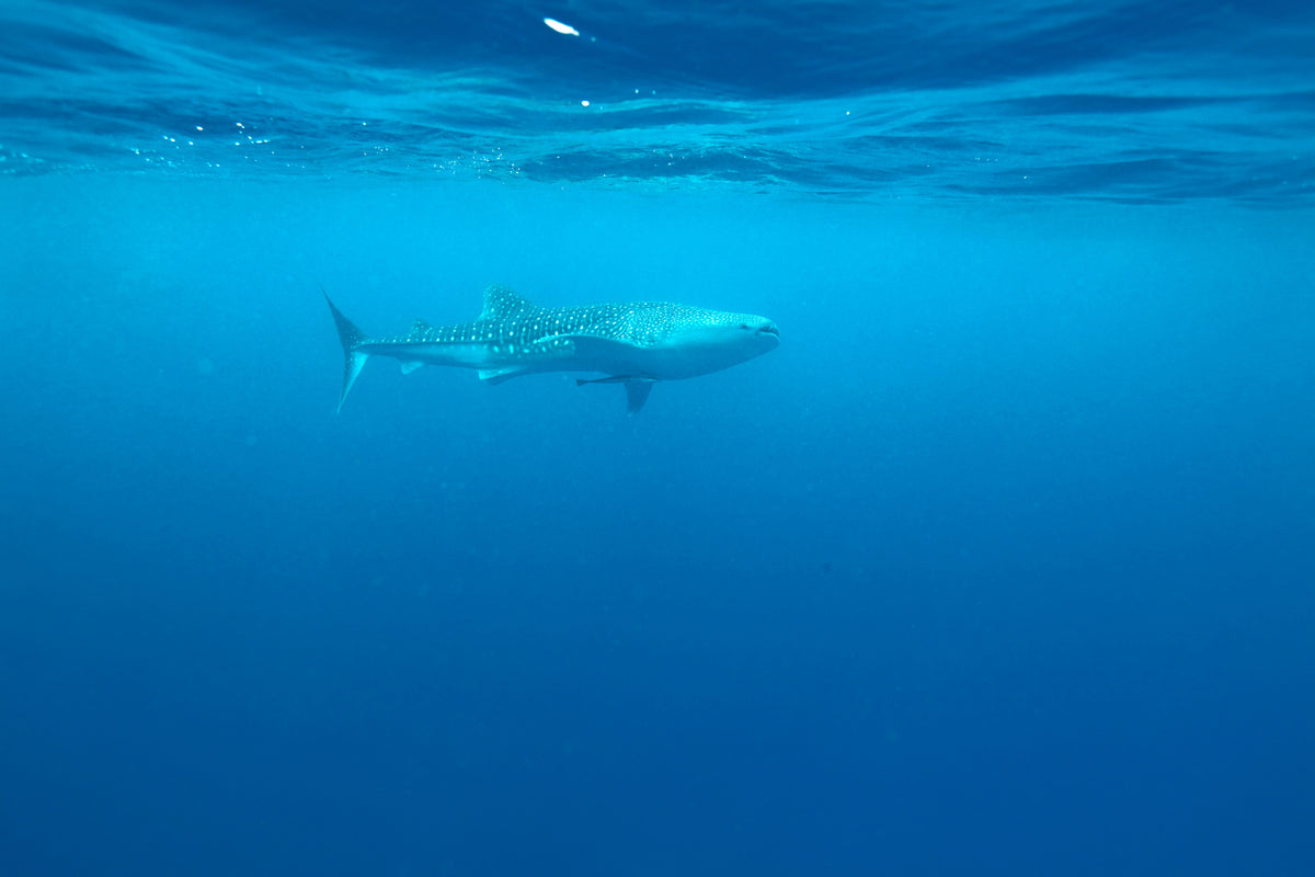 acrylic-print-the-whale-shark
