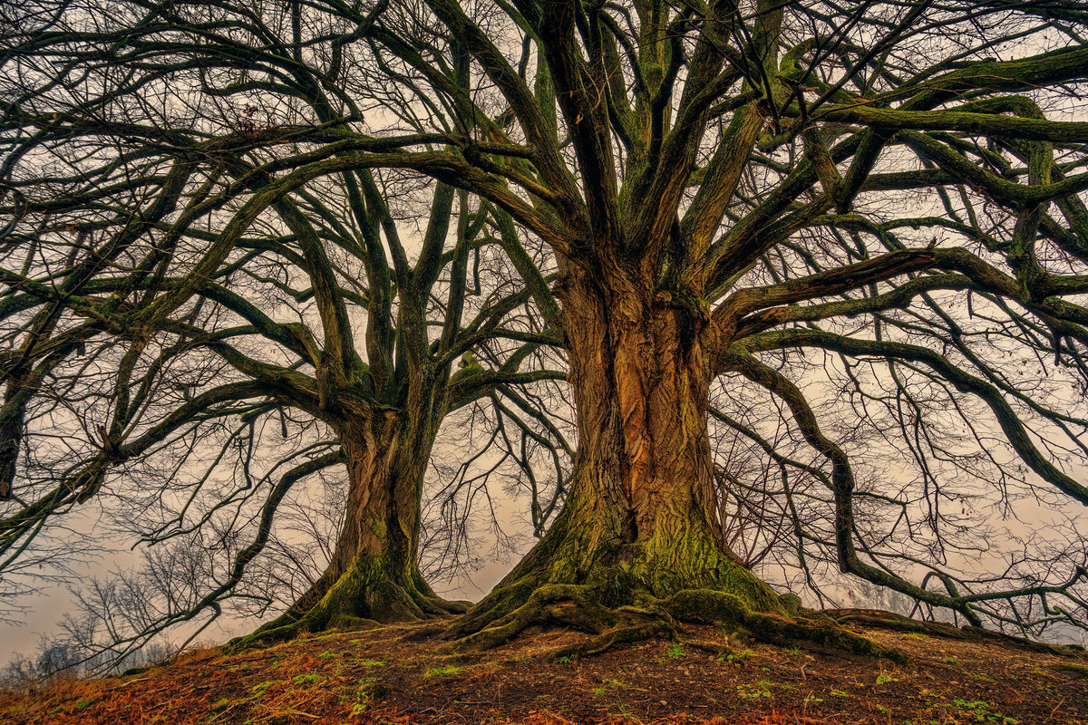 modern-3-piece-acrylic-print-ghostly-trees