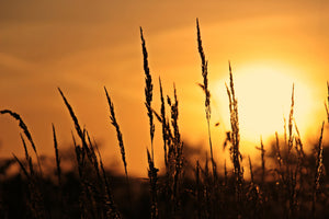 framedposter-print-sunrise-on-the-field