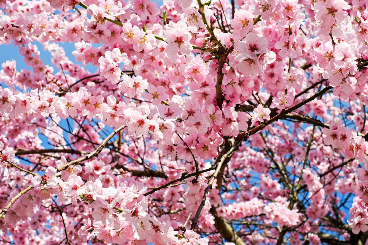 aluminium-print-wonderful-japanese-cherry
