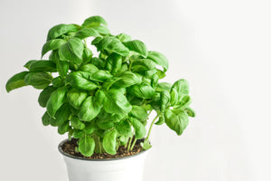 3-piece-canvas-print-basil-in-the-pot