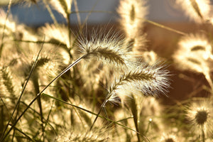 canvas-print-ornamental-grass-in-the-sunlight