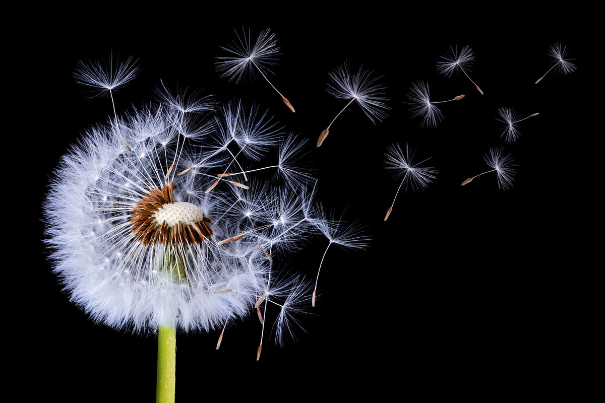 aluminium-print-dandelion-blowing