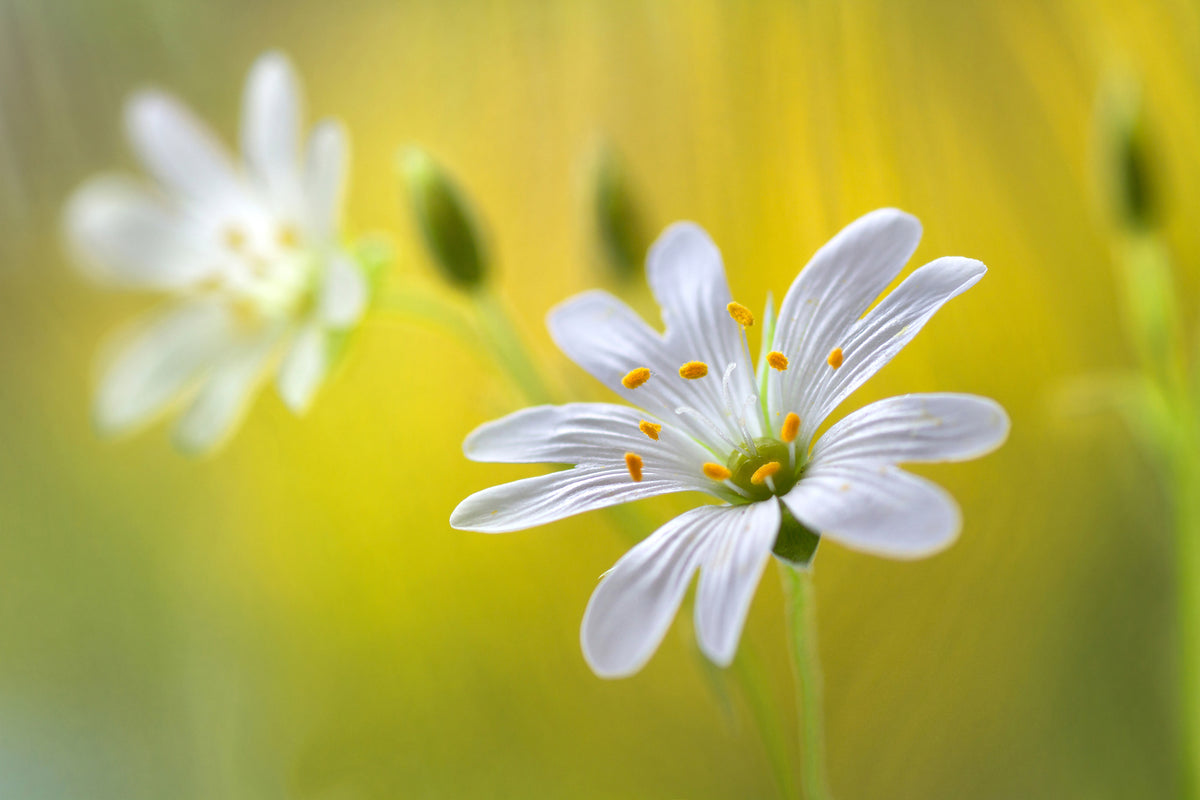 acrylic-print-stitchwort-ii