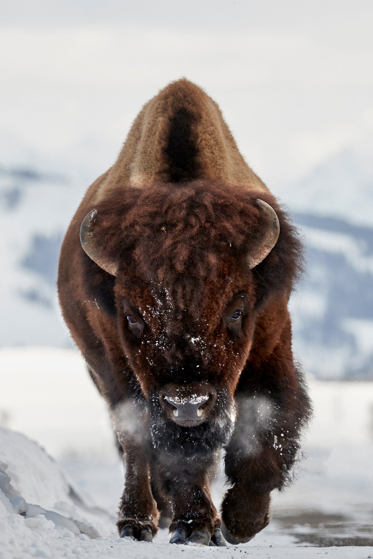 acrylic-print-bison-incoming-x