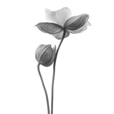 poster-print-a-little-touch-monochrome