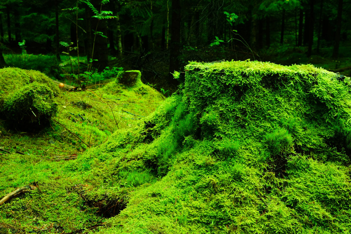 3-piece-aluminium-print-moss-in-the-forest