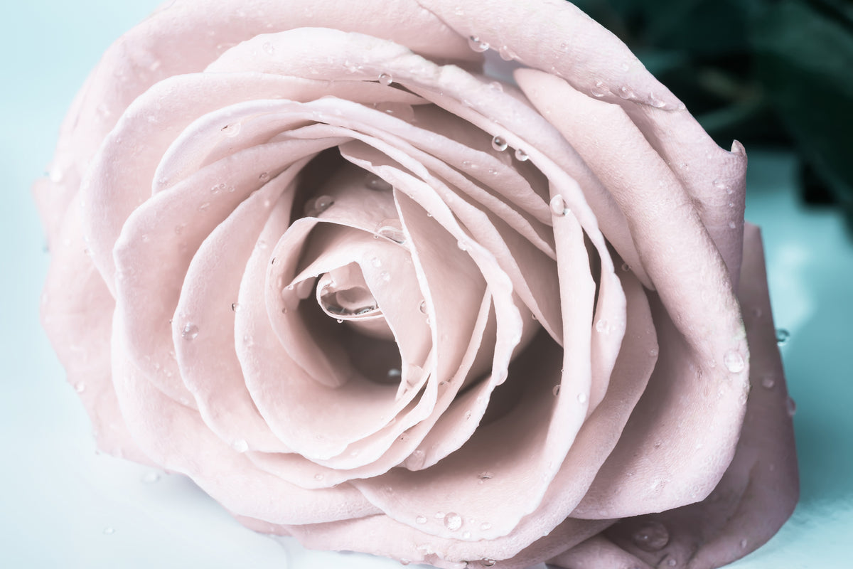 modern-3-piece-aluminium-print-pastel-rose