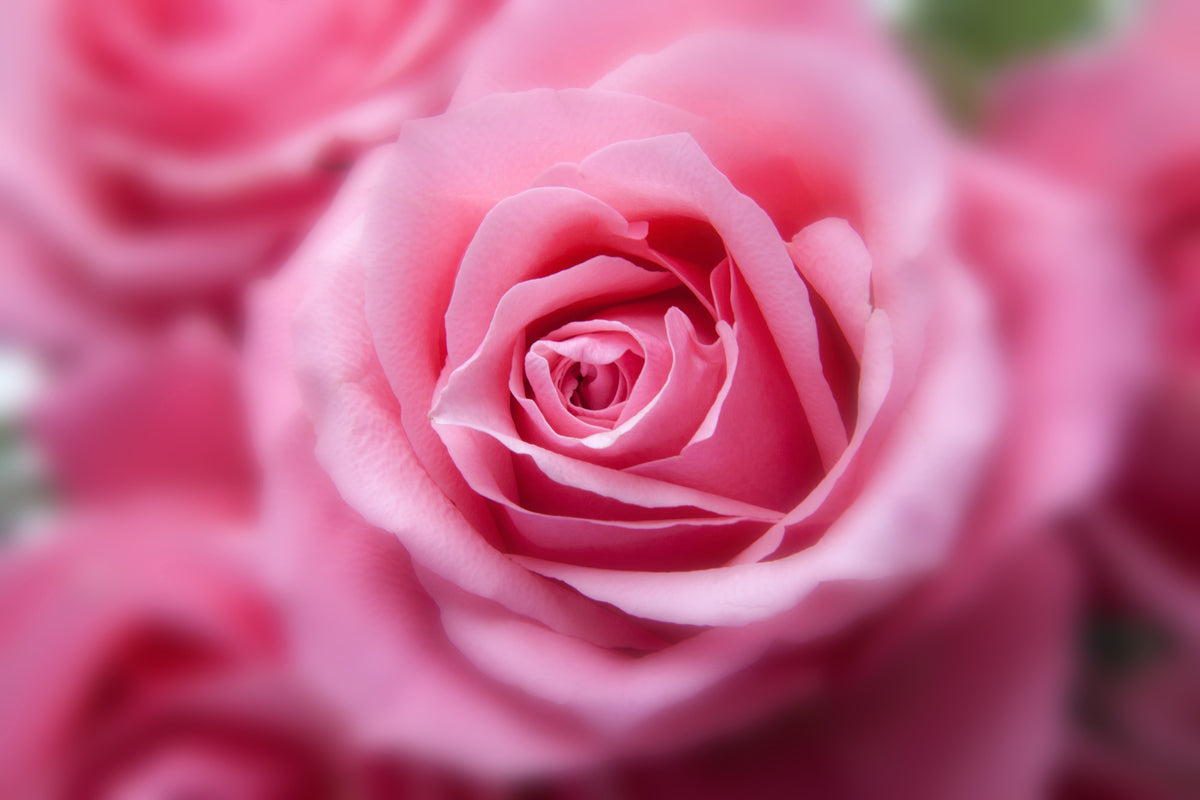 modern-3-piece-aluminium-print-roses-macro
