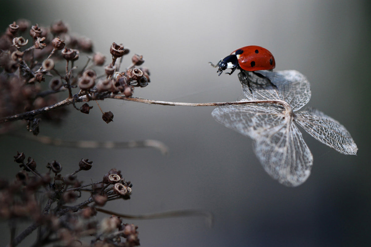 framedposter-print-ladybird-on-hydrangea