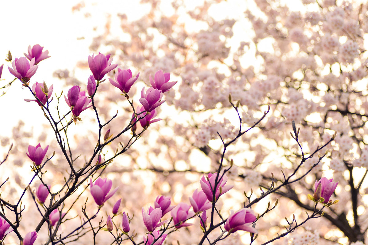 modern-3-piece-canvas-print-beautiful-magnolia-xl