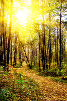 framedcanvas-print-woodland-walk-in-the-autumn-sun