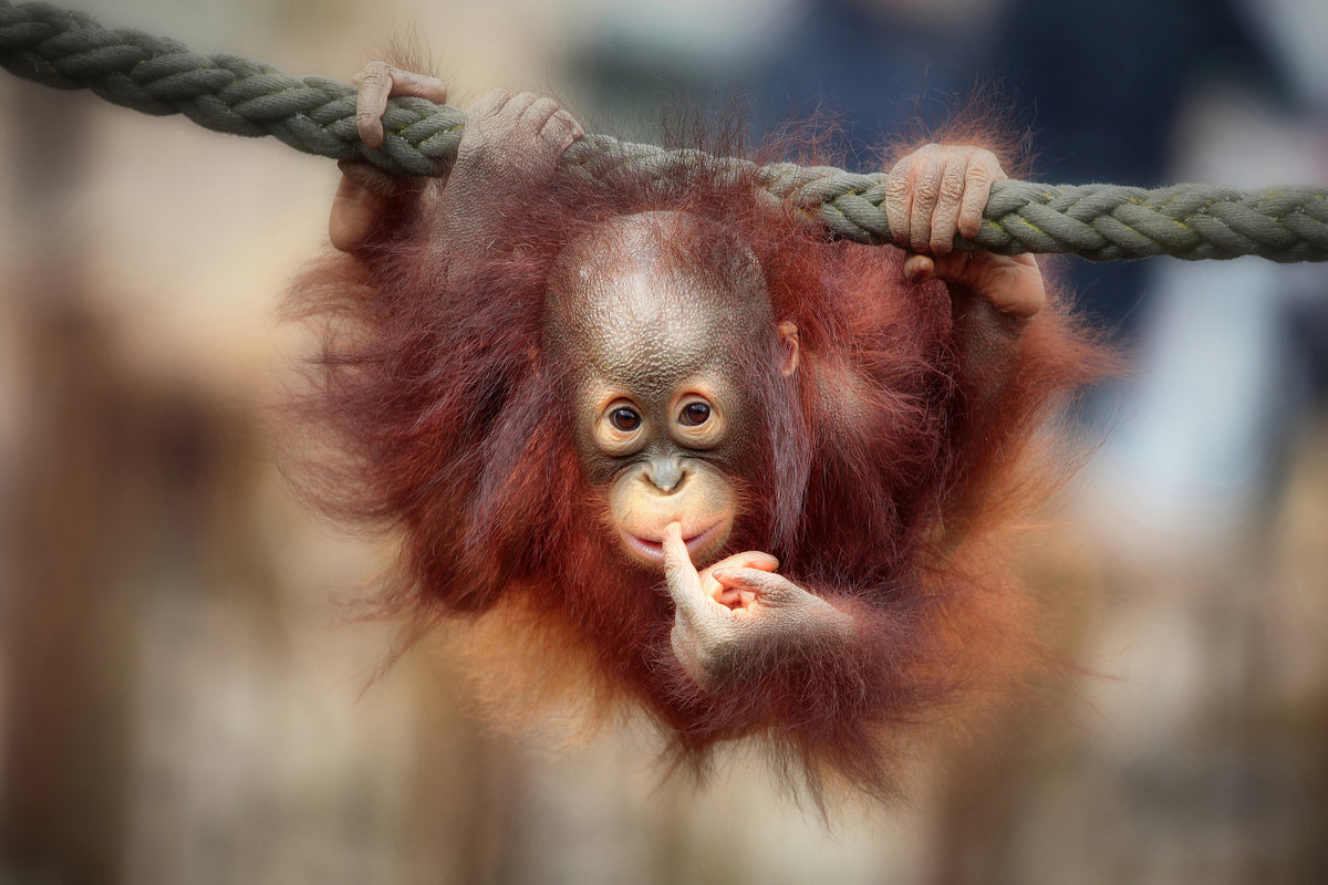 aluminium-print-the-big-query-x