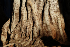 acrylic-print-tree-close-up