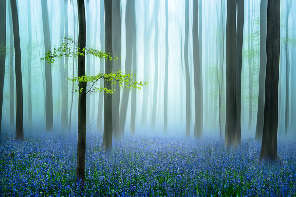 modern-3-piece-aluminium-print-the-blue-forest