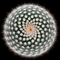 acrylic-print-notocactus-scopa