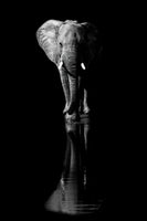 poster-print-elephant-xsa