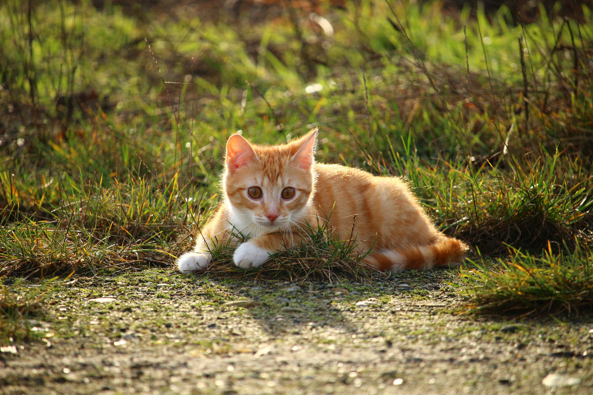 3-piece-acrylic-print-kitten-in-nature