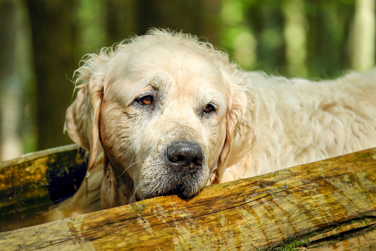 framedposter-print-golden-retriever-in-nature