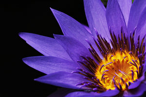 canvas-print-xl-water-lily-in-purple