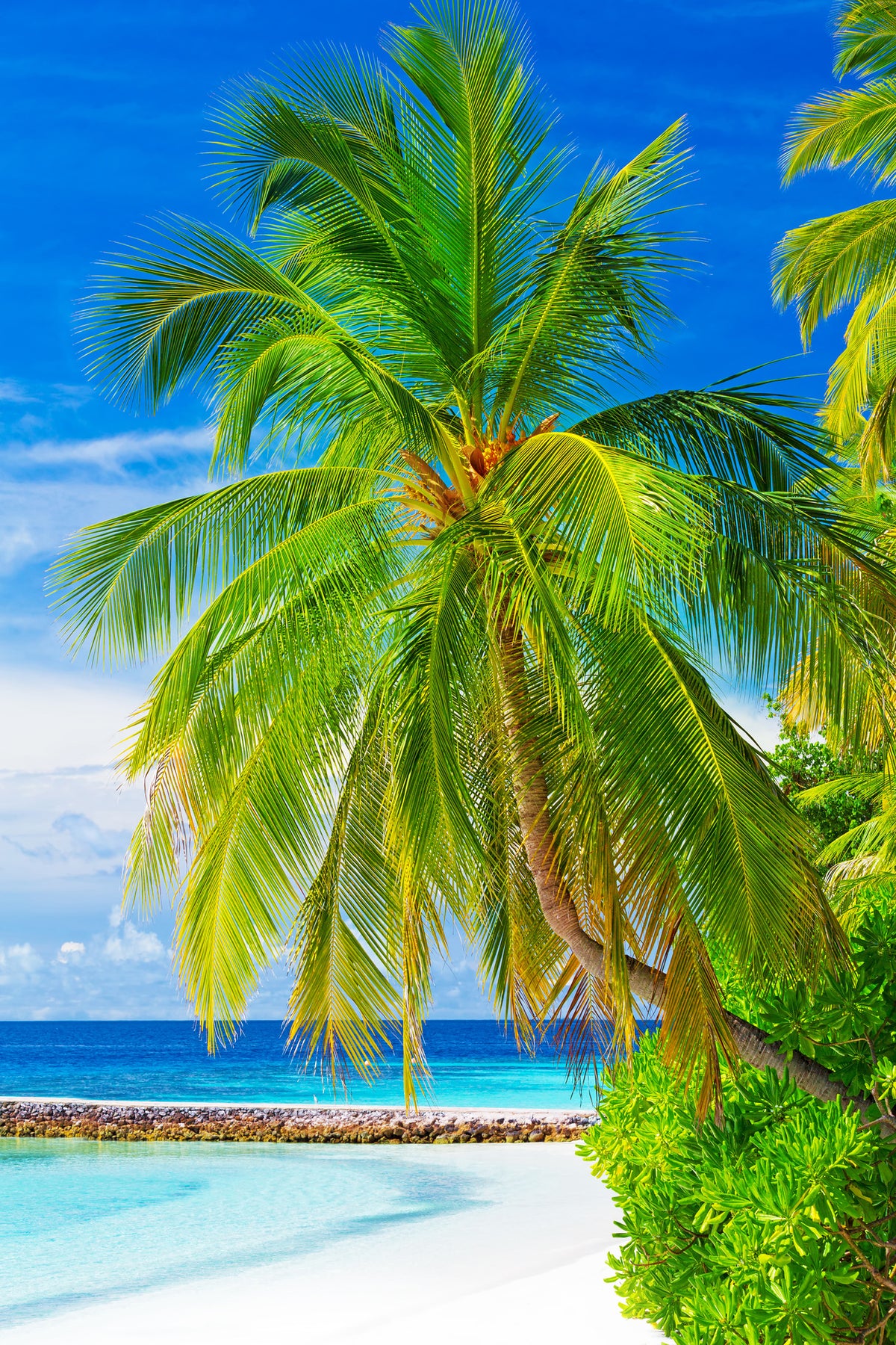 aluminium-print-the-palm