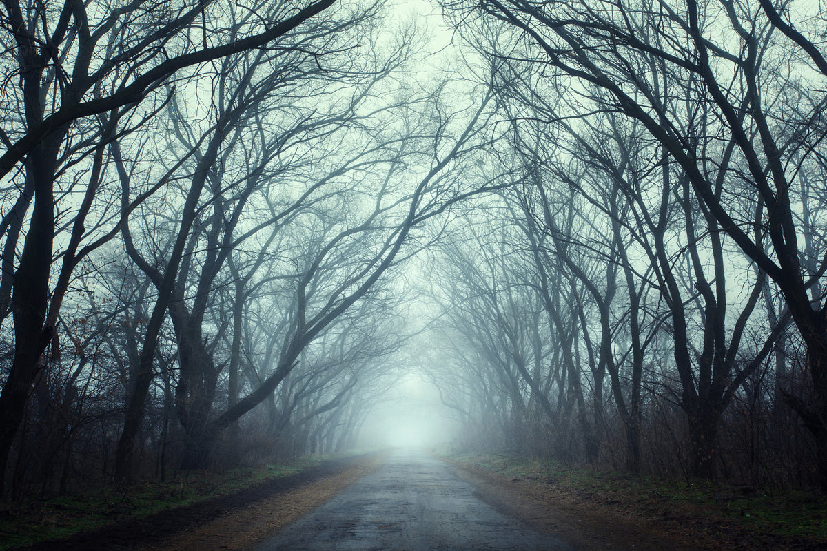 framedposter-print-cloud-forest