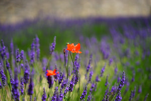 3-piece-aluminium-print-poppy-in-the-lavender