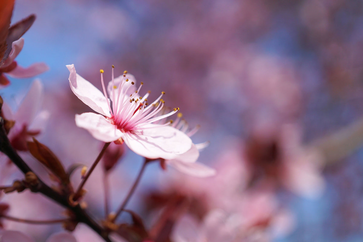 framedposter-print-close-up-cherry-blossom