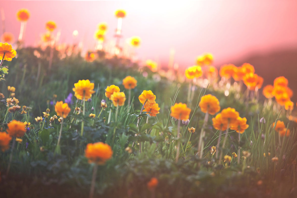 modern-3-piece-aluminium-print-the-mountain-meadow