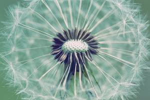 3-piece-canvas-print-close-up-dandelion