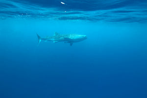 3-piece-acrylic-print-the-whale-shark