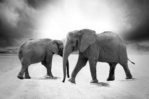 3-piece-aluminium-print-2-elephants-sw