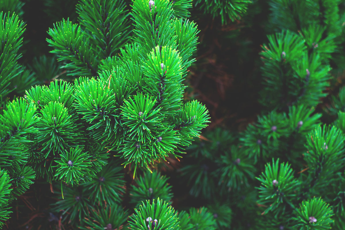 modern-3-piece-canvas-print-pine-xl
