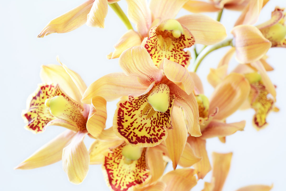 modern-3-piece-aluminium-print-yellow-orchid