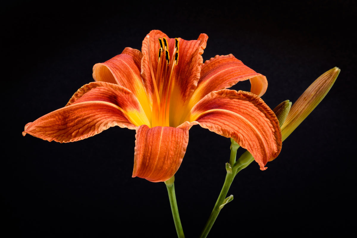 acrylic-print-a-lily-flower-in-orange