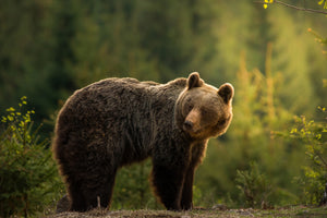 aluminium-print-backlit-bear-x