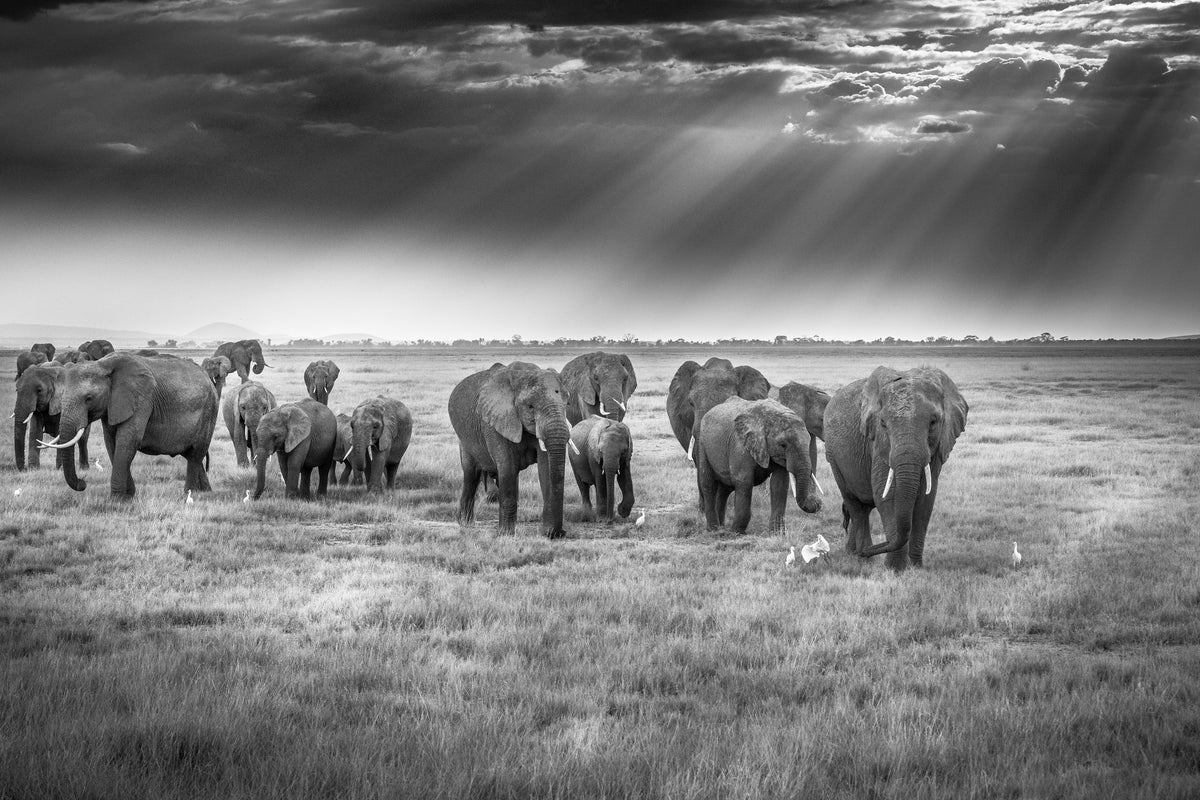 acrylic-print-breakfast-with-pachyderms-x