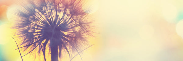 panoramic-3-piece-canvas-print-the-dandelion-in-the-light-panorama