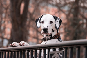 aluminium-print-watchful-dalmatian